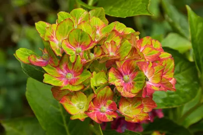 Where Are Hydrangeas Native To?