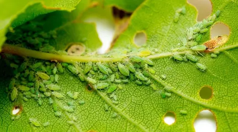 What Are The Common Hydrangea Pests?