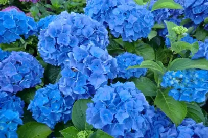 Hydrangea Renate Steiniger Information.