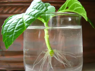 Do Hydrangea Cuttings Root In Water?