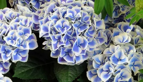 What Are Some Hydrangea Variety Recommendations?