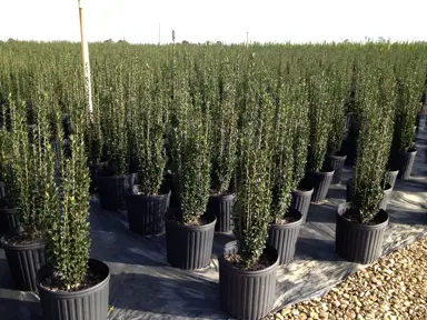 Ilex ‘Sky Pencil’.