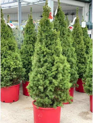 Indoor Christmas Tree Care.