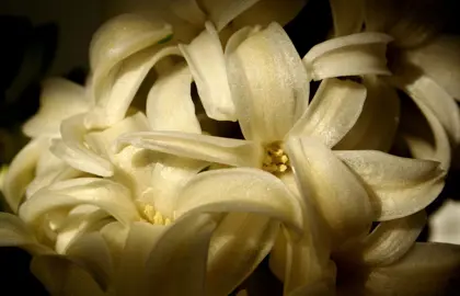 Indoor Plants Light Requirements.
