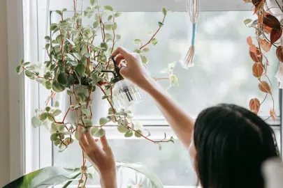 Indoor Plant Maintenance.