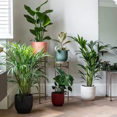 Placement Tips for Indoor Plants.