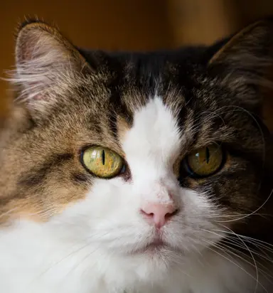 Indoor Plants Safe for Pets.