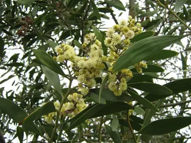 Important Wattle Tip: How to Avoid an Invasive Garden Takeover.