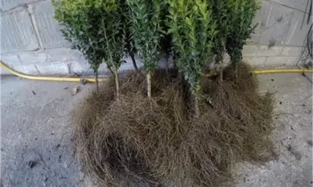 Do Buxus Have Invasive Roots?