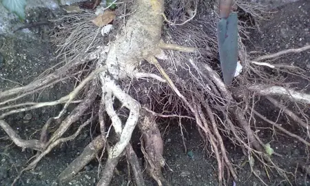 Do Ivy Have Invasive Roots?