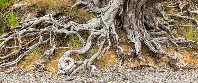 Do Pohutukawa Have Invasive Roots?
