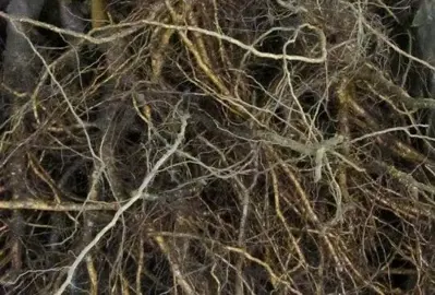 Do Westringia Have Invasive Roots? .