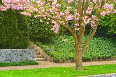 Irrigation For Plants On A Bank.