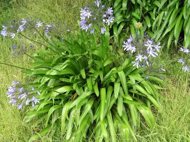 Is Agapanthus Invasive?