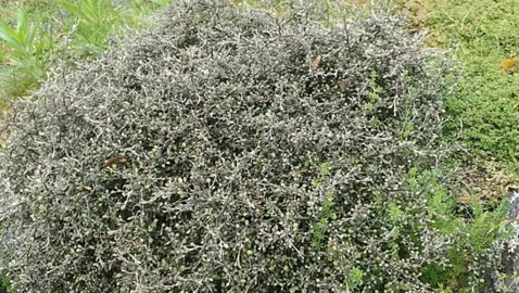 Is Corokia An Easy Plant?