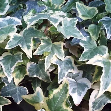 Are Ivy Easy To Grow?