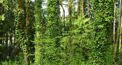 Is Ivy Invasive?