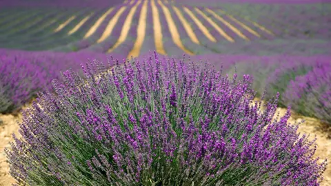 Is Lavender Easy To Grow?