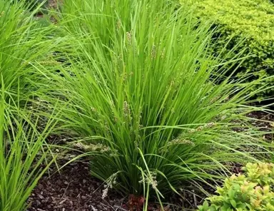 Is Lomandra Invasive?