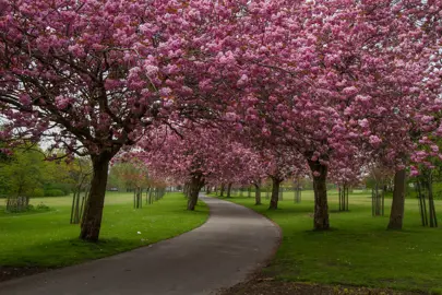 Is Prunus the same as Cherry Blossom?