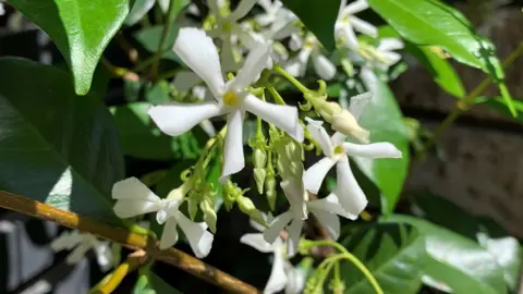 Are Star Jasmine Easy To Grow?