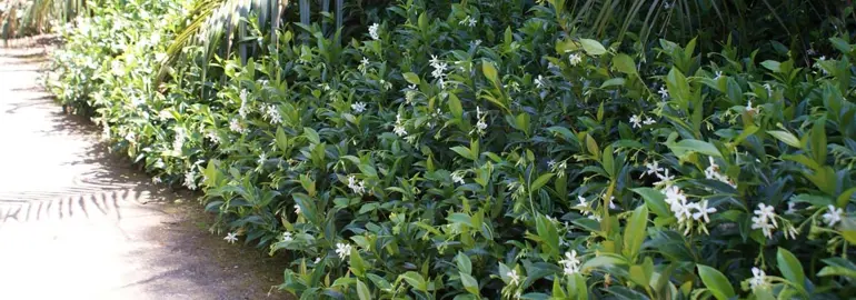 Is Star Jasmine Invasive.