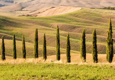 Italian Cypress Growth Rate.