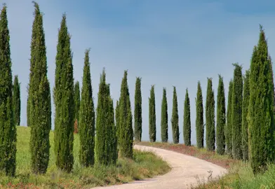 Site Selection and Planting.