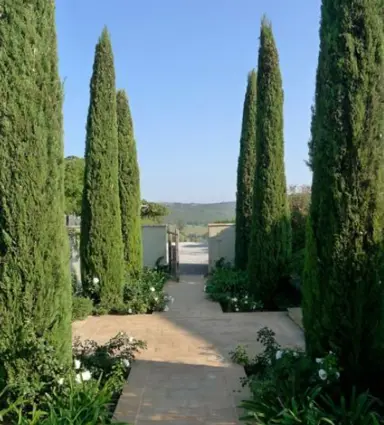 Common Italian Cypress Varieties Available in NZ.