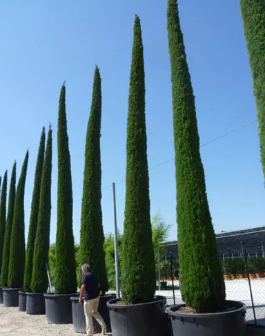 What is the Italian Pencil Cypress?
