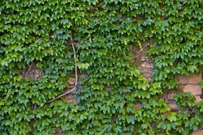 Can Ivy Be Grown In Coastal Environments?