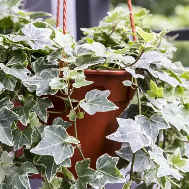 Is Ivy A Good Indoor Plant?