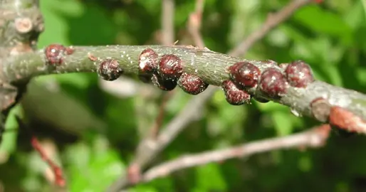 What Are Common Ivy Pests?