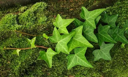 What Are The Different Types Of Ivy?