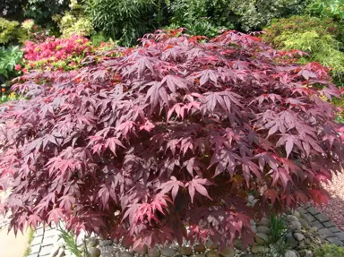 Japanese Maple (Acer palmatum).