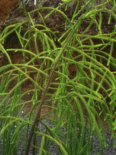 What Does A Juvenile Rimu Tree Look Like?