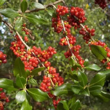 Are Karamu Berries Poisonous?