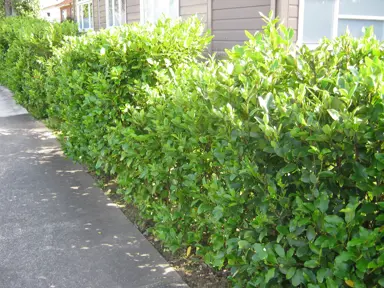 How Far Apart Should Karamu Be Planted For Hedging?