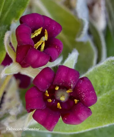Caring for Karo: Maintenance Tips.