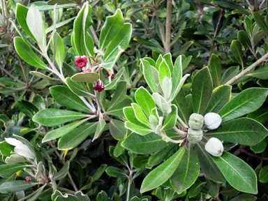 Pruning Karo: Techniques and Timing.