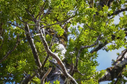 What Does A Kauri Tree Look Like?