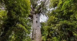 How Fast Do Kauri Trees Grow?