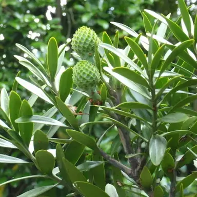 What Do Kauri Tree Leaves Look Like?