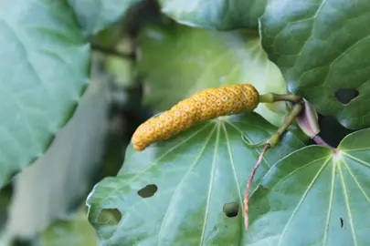 What Are The Benefits Of Kawakawa Leaves?