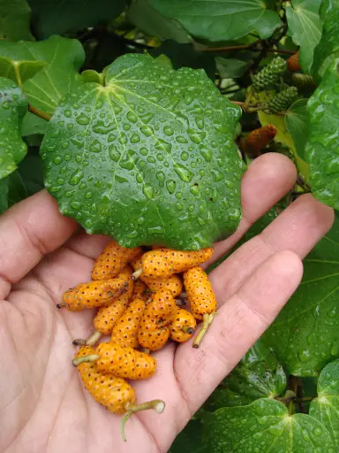 What Do Kawakawa Berries Taste Like?