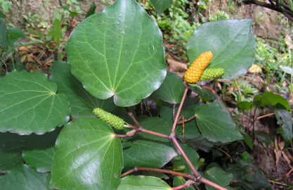 What Is Kawakawa Fruit?