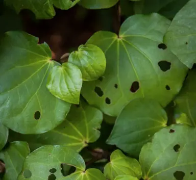Why Does Kawakawa Have Holes In The Leaves?