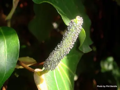 How Long Do Kawakawa Seeds Take To Germinate?