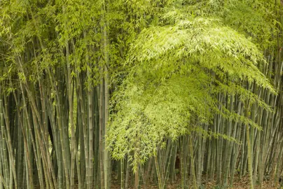 How Do You Keep A Bamboo Healthy?