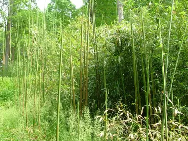 How To Kill Bamboo?